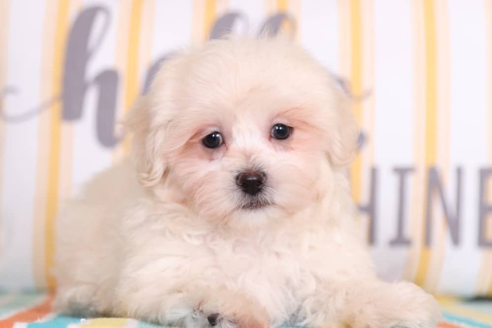 Ray - Cuddly Teddy Bear