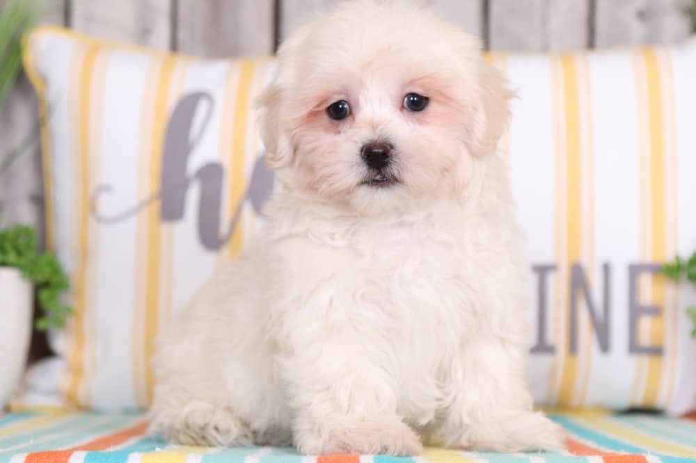 Ray - Cuddly Teddy Bear - Image 2