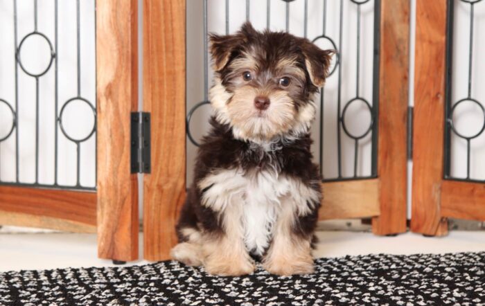 Reed- Funny Little Male Morkie Puppy