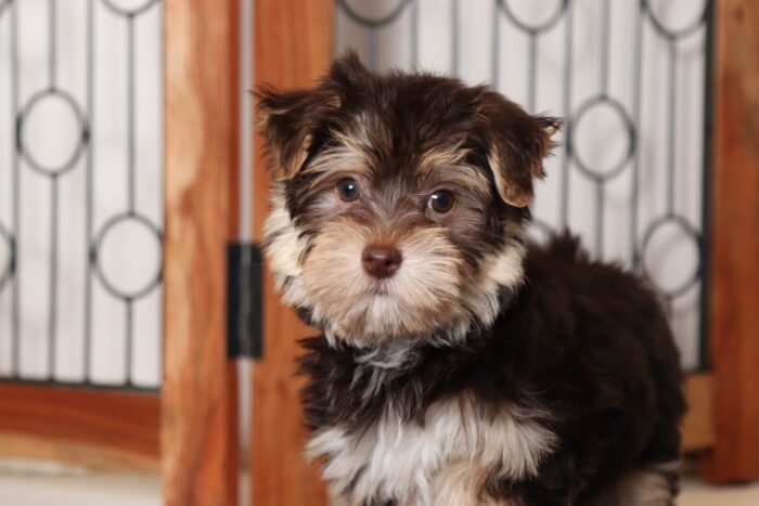 Reed- Funny Little Male Morkie Puppy - Image 2