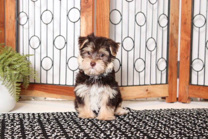 Reed- Funny Little Male Morkie Puppy - Image 3