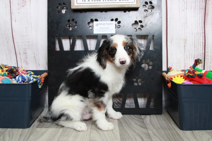 Remy - Delightful Male Blue Merle Mini AussiePoo Puppy - Image 7