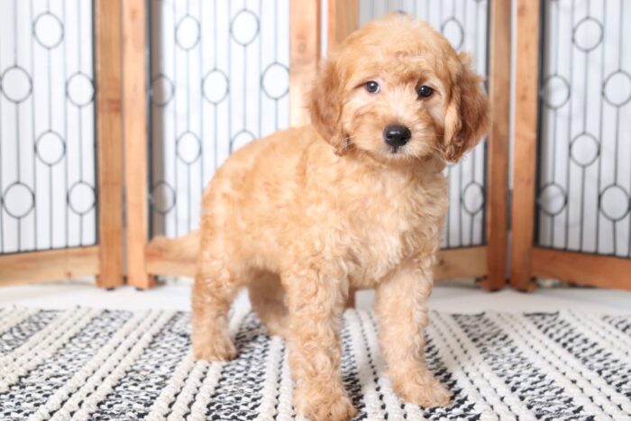 Remy - The Cutest Little Male ICA Mini Goldendoodle Puppy