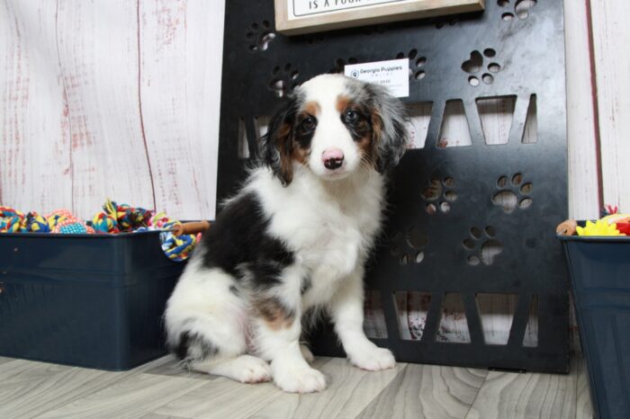 Remy - Delightful Male Blue Merle Mini AussiePoo Puppy