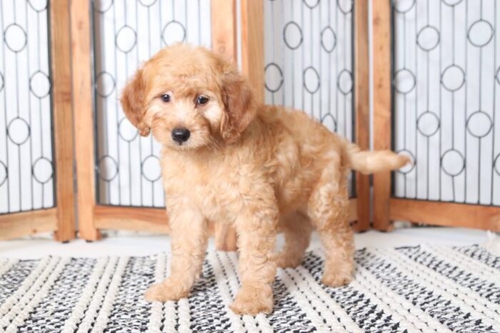 Remy - The Cutest Little Male ICA Mini Goldendoodle Puppy - Image 2