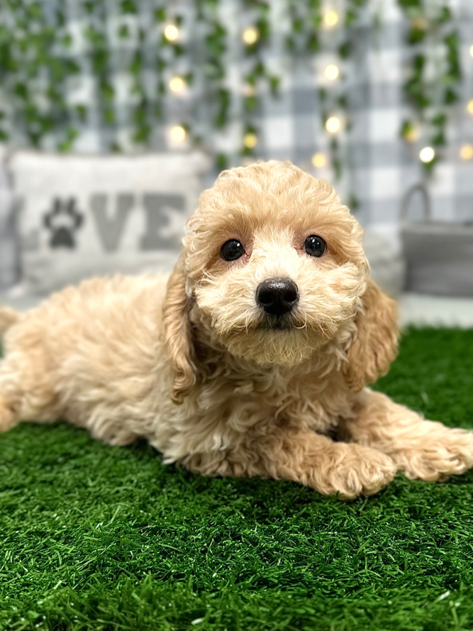 Remy - Handsome Male Poochon Puppy for Sale - Image 5
