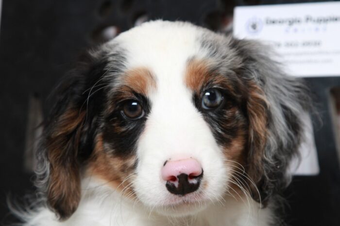 Remy - Delightful Male Blue Merle Mini AussiePoo Puppy - Image 6