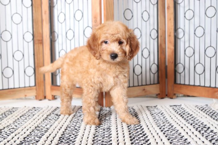 Remy - The Cutest Little Male ICA Mini Goldendoodle Puppy - Image 4