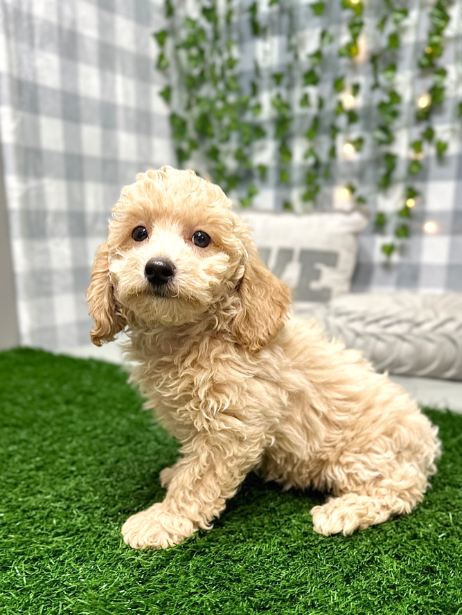 Remy - Handsome Male Poochon Puppy for Sale - Image 2