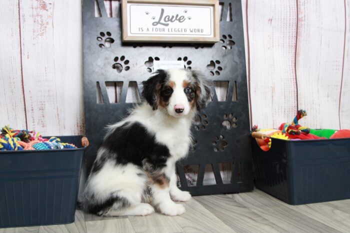 Remy - Delightful Male Blue Merle Mini AussiePoo Puppy - Image 5