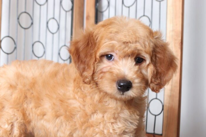 Remy - The Cutest Little Male ICA Mini Goldendoodle Puppy - Image 3