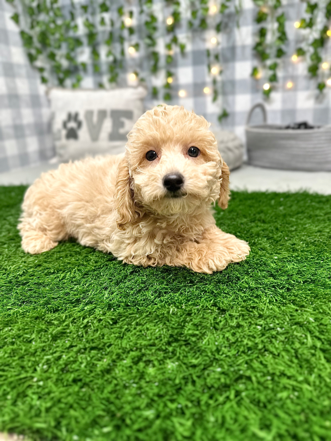 Remy - Handsome Male Poochon Puppy for Sale - Image 3