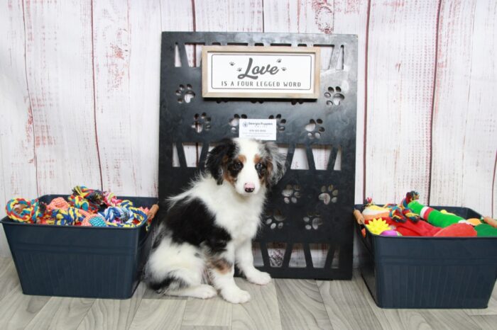 Remy - Delightful Male Blue Merle Mini AussiePoo Puppy - Image 4