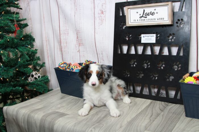Remy - Delightful Male Blue Merle Mini AussiePoo Puppy - Image 3