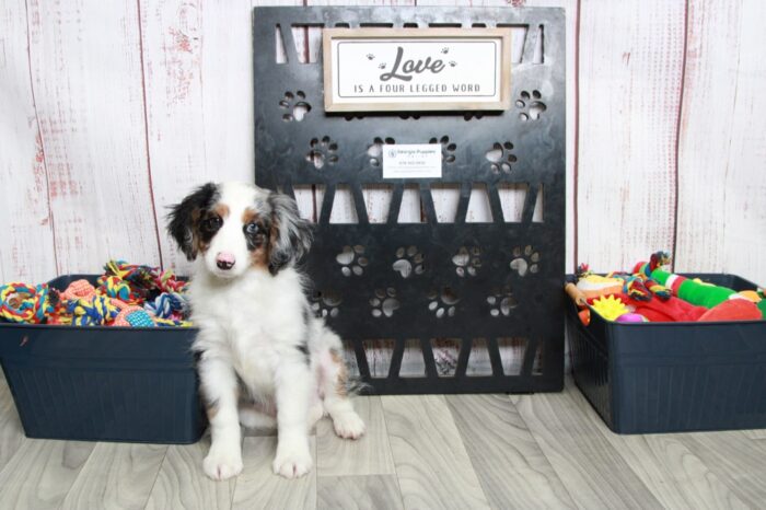 Remy - Delightful Male Blue Merle Mini AussiePoo Puppy - Image 2