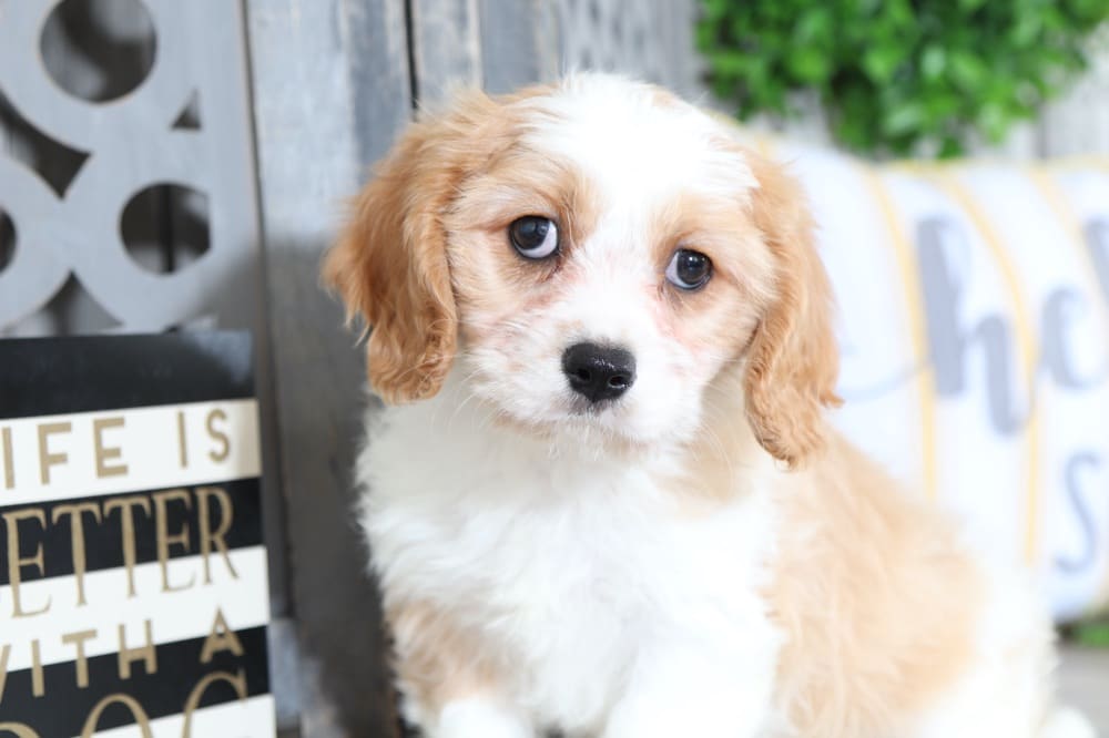 Rex - Dapper CavaChon puppy