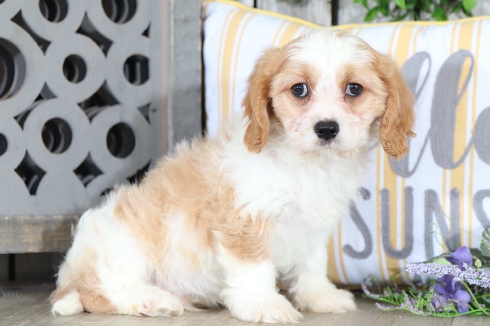 Rex - Dapper CavaChon puppy - Image 2