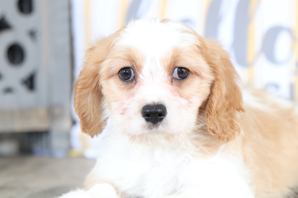 Rex - Dapper CavaChon puppy - Image 3