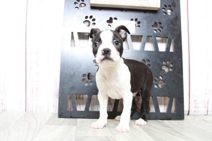 Rexx - Handsome ACA Male Boston Terrier Puppy