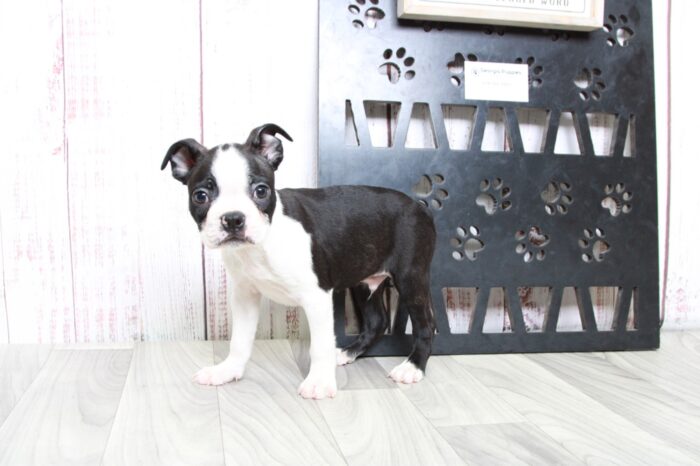 Rexx - Handsome ACA Male Boston Terrier Puppy - Image 2