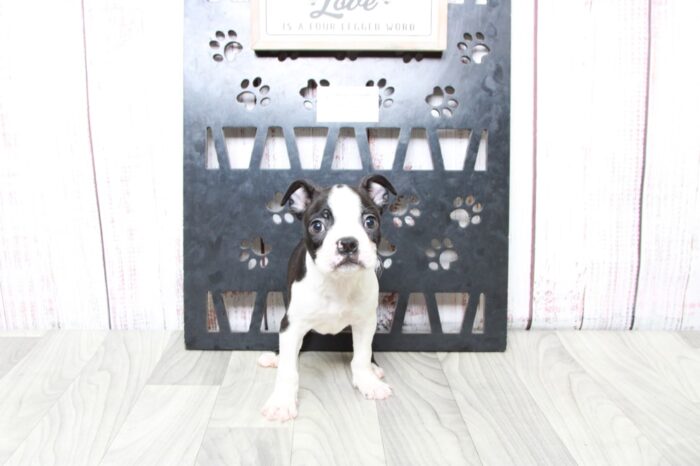 Rexx - Handsome ACA Male Boston Terrier Puppy - Image 5