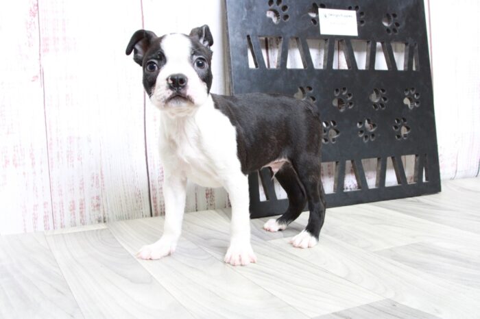 Rexx - Handsome ACA Male Boston Terrier Puppy - Image 4