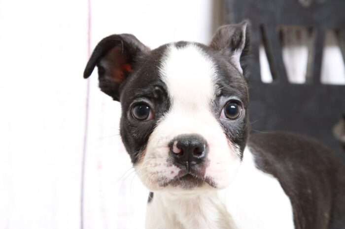 Rexx - Handsome ACA Male Boston Terrier Puppy - Image 3