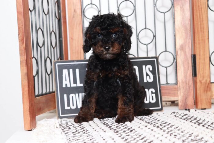 Richard - Fun Little Black and Tan Male Cavapoo Puppy