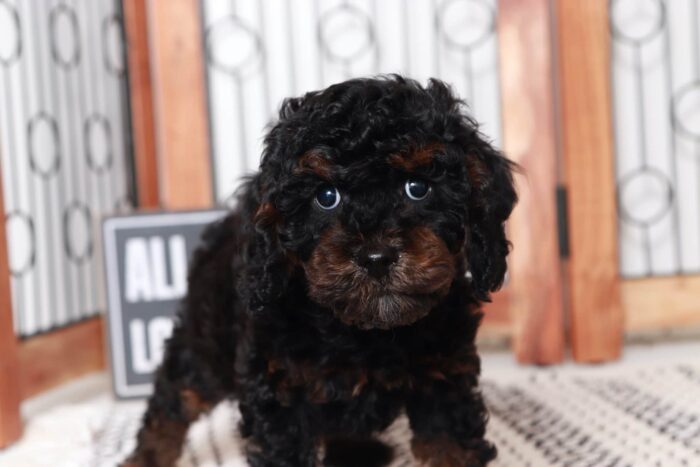 Richard - Fun Little Black and Tan Male Cavapoo Puppy - Image 2