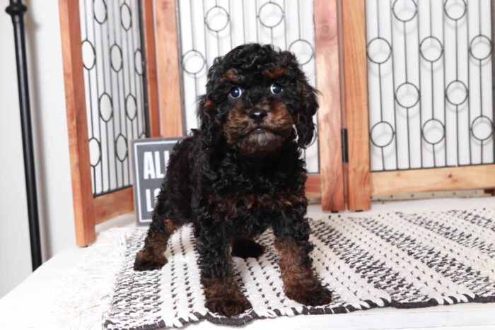 Richard - Fun Little Black and Tan Male Cavapoo Puppy - Image 3