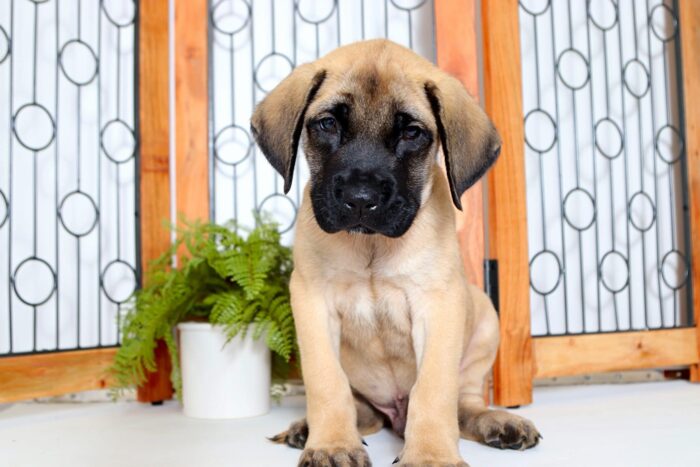 Riley - Loving Male English Mastiff Puppy