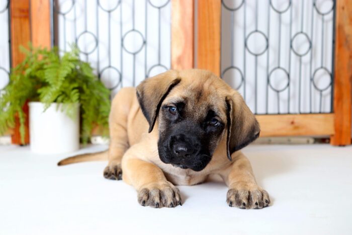Riley - Loving Male English Mastiff Puppy - Image 2