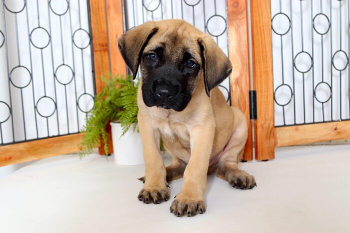 Riley - Loving Male English Mastiff Puppy - Image 3