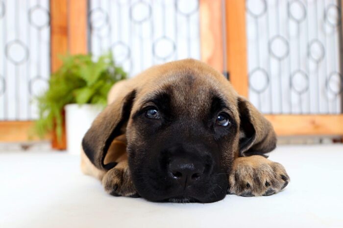 Riley - Loving Male English Mastiff Puppy - Image 4