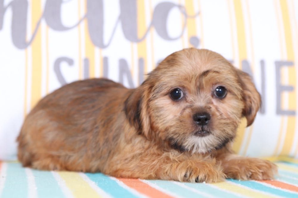 Ringo - Handsome Shorkie - Image 3