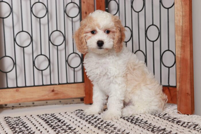 Rita- Fun Little Red/White Female Cavapoo Puppy