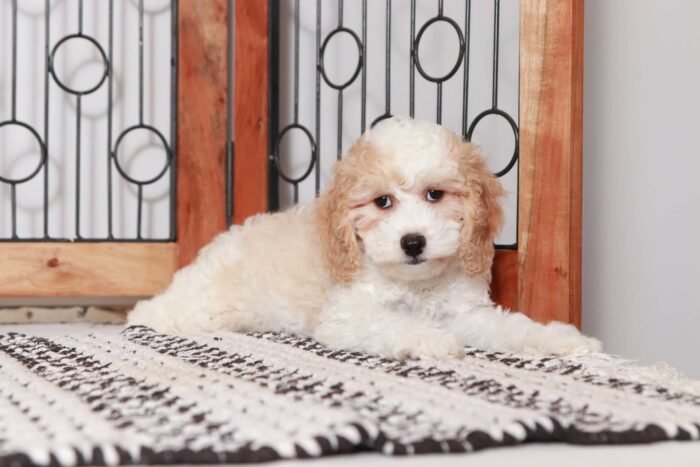 Rita- Fun Little Red/White Female Cavapoo Puppy - Image 3