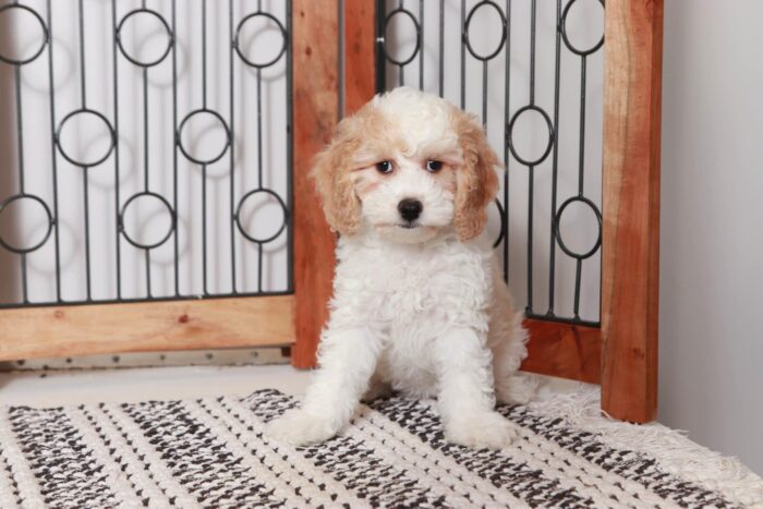 Rita- Fun Little Red/White Female Cavapoo Puppy - Image 4