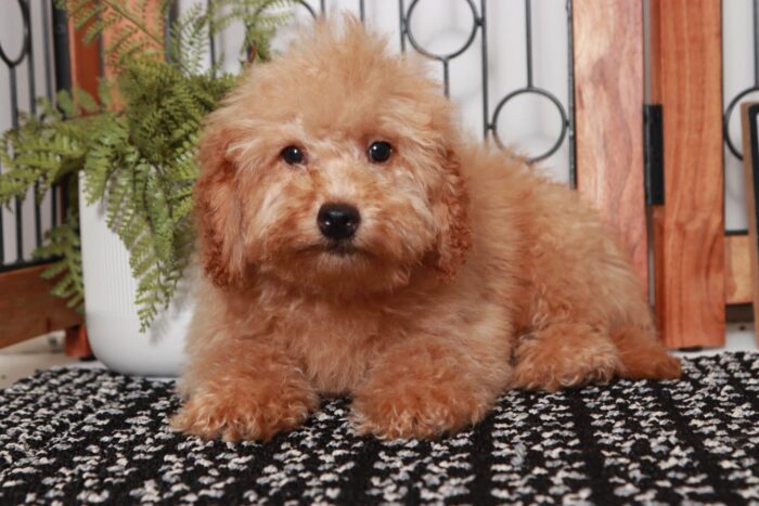 River- Gentle Red Male F1B Mini Goldendoodle
