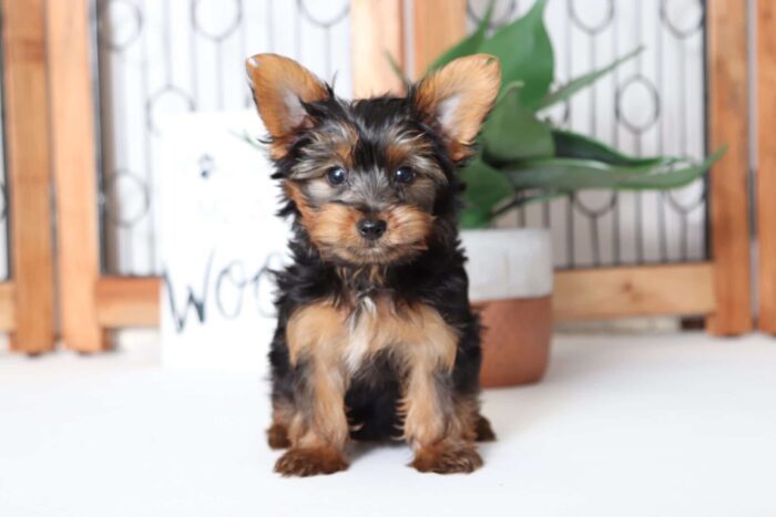 River- Loving Little Male ACA Yorkie Puppy