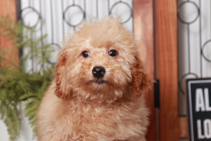 River- Gentle Red Male F1B Mini Goldendoodle - Image 2