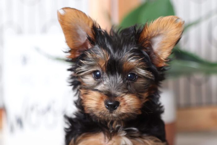 River- Loving Little Male ACA Yorkie Puppy - Image 2