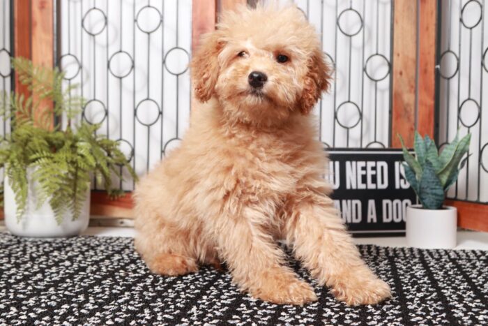 River- Gentle Red Male F1B Mini Goldendoodle - Image 3