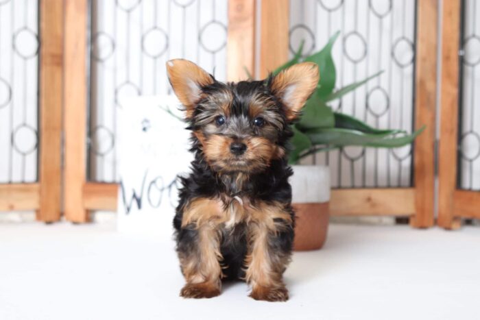 River- Loving Little Male ACA Yorkie Puppy - Image 3