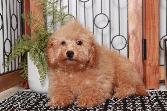 River- Gentle Red Male F1B Mini Goldendoodle - Image 4