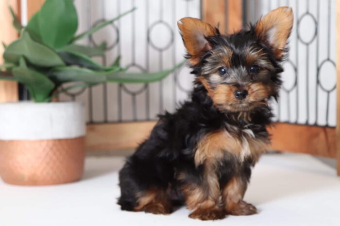 River- Loving Little Male ACA Yorkie Puppy - Image 4