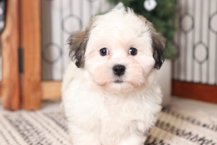 Robin- Fun Little Brown/White Teddy Bear Puppy - Image 2