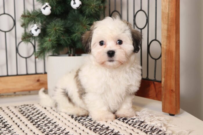 Robin- Fun Little Brown/White Teddy Bear Puppy - Image 3