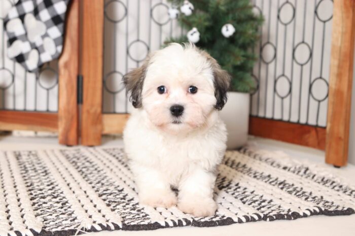 Robin- Fun Little Brown/White Teddy Bear Puppy - Image 4