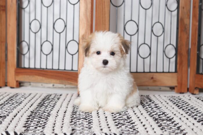 Rocco - Sweet Little Male ACA Havanese Puppy
